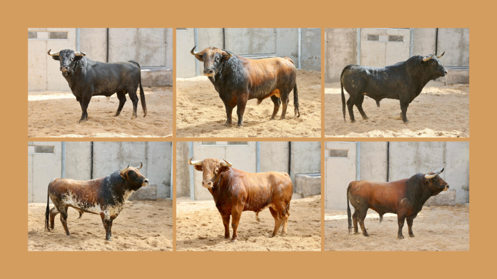 Los toros de Luis Algarra ya se encuentran en los corrales de Ciudad Real